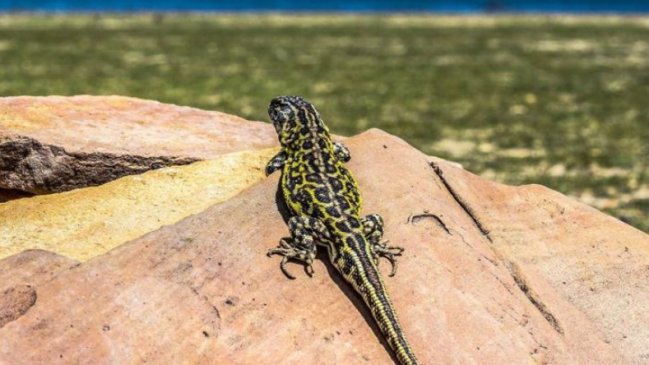 Descubren una nueva especie de lagartija en Bolivia