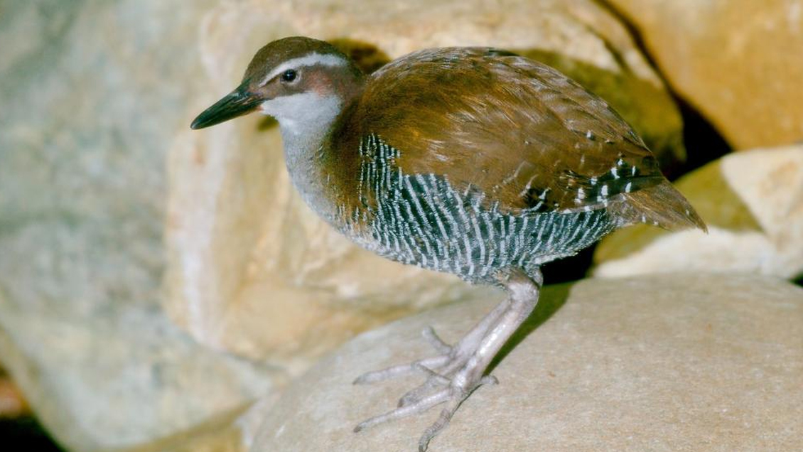 Lista roja de la UICN actualizada: 30.178 especies están en peligro de extinción y hay sólo 10 mejorías