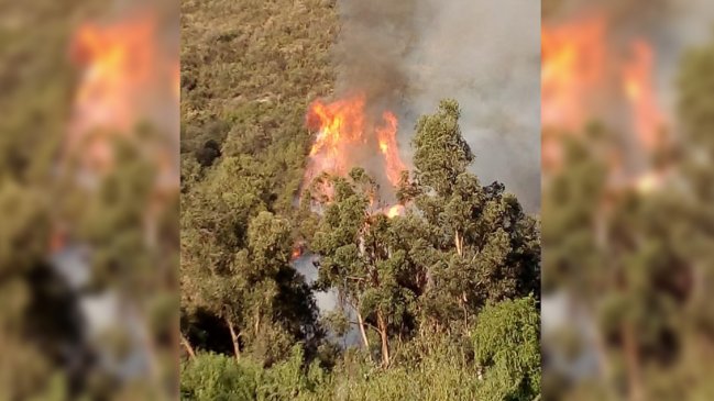 Bomberos y Conaf combaten incendio forestal en San José de Maipo