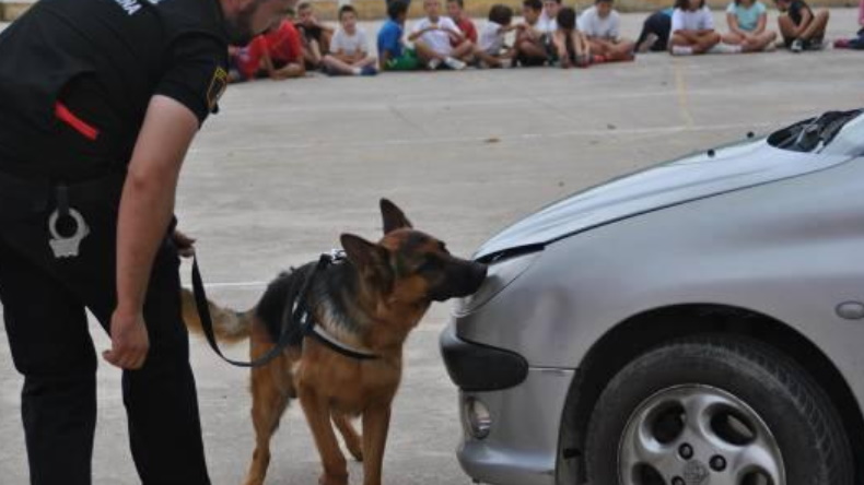 Perros policiales realizaban exhibición en escuela y detectaron drogas en menores
