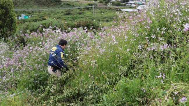 Brigada canina encabeza labores de búsqueda de mujer desaparecida en Puerto Montt