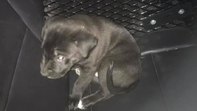 Hombre semidesnudo consumió metanfetamina y lanzó un cachorro a un auto