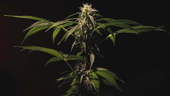 PDI descubrió, de chiripa, un invernadero de marihuana en Chillán