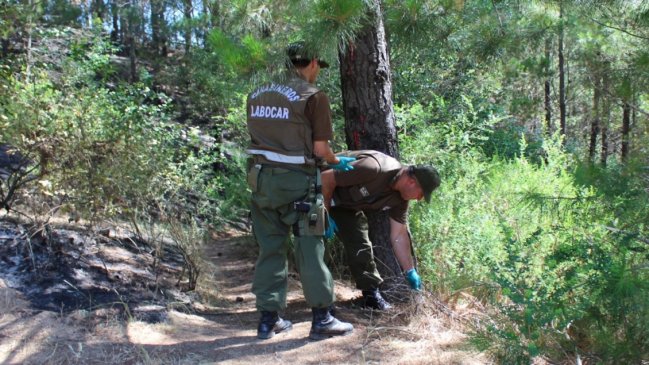 Investigan intencionalidad en incendio al interior de un predio en Coelemu
