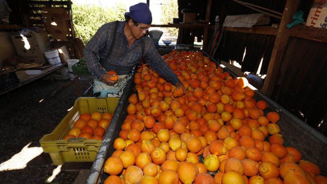 Protocolo comercial permitirá la exportación de naranjas de Pica hacia China