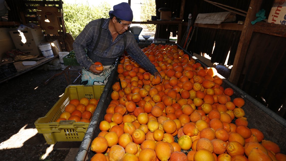 Protocolo comercial permitirá la exportación de naranjas de Pica hacia China