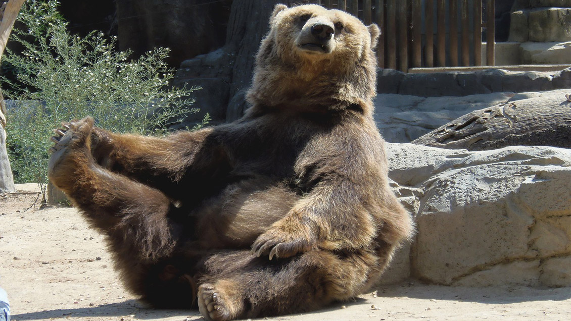 Más de 22 mil personas lograron comprar un zoológico francés para salvar sus animales