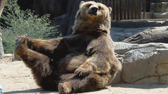 Más de 22 mil personas lograron comprar un zoológico francés para salvar sus animales