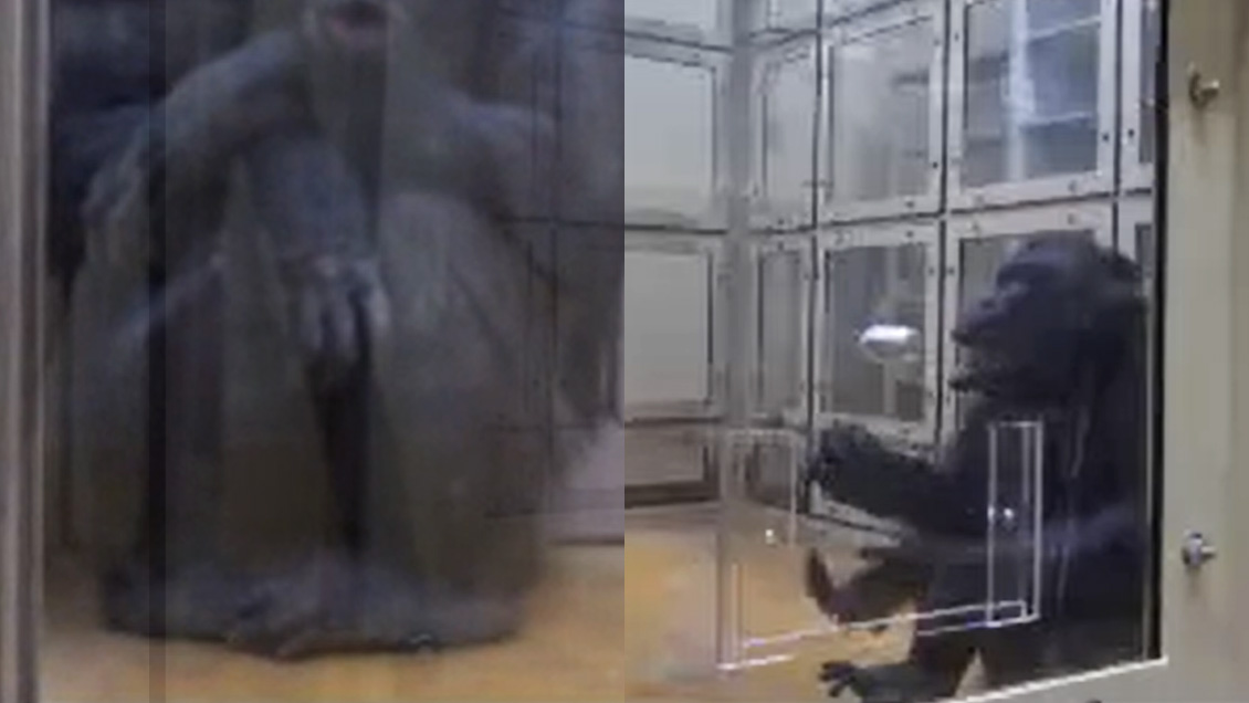 Chimpancés escuchan música de piano y marcan el ritmo con palmas y pies, constató estudio