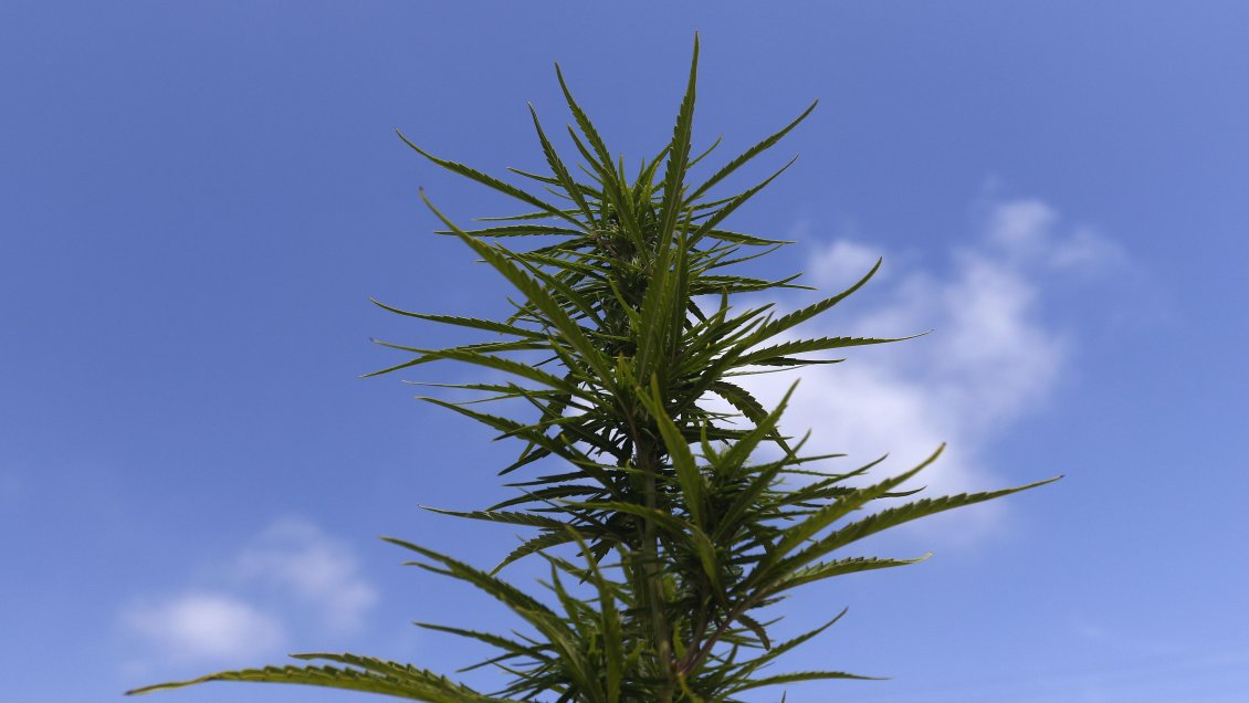 Gobierno de Israel impulsará inversión en cannabis medicinal