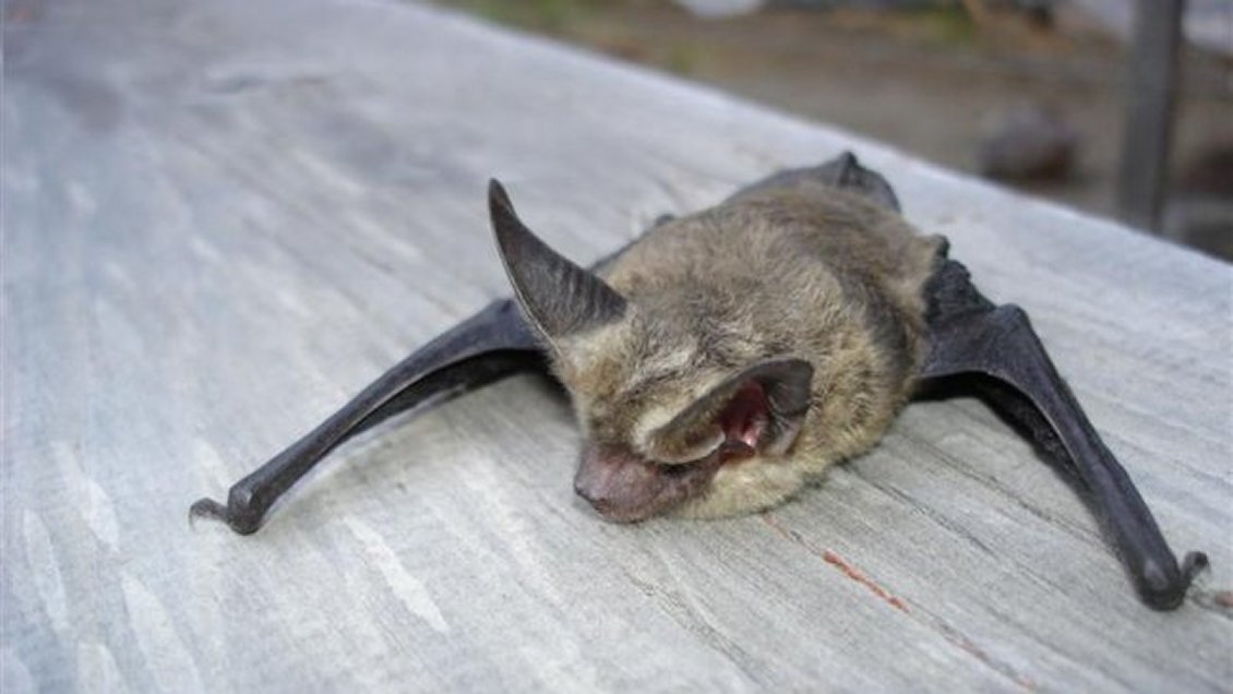 Seremi confirmó hallazgo de séptimo murciélago con rabia en Los Ríos