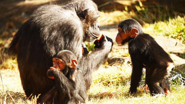 Chimpancés no solo aprenden el uso de herramientas sino que lo transmiten