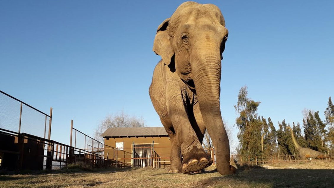 Falleció la elefanta Ramba, maltratada por décadas en circo chileno