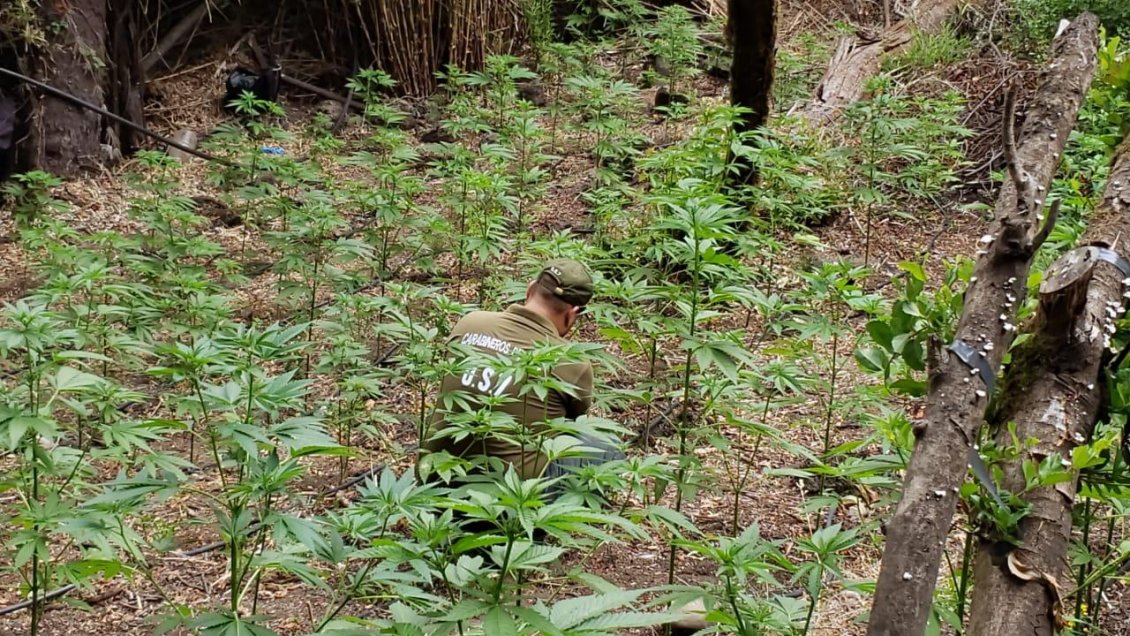 Descubren 174 plantas de cannabis en fundo de empresa forestal en Chillán Viejo