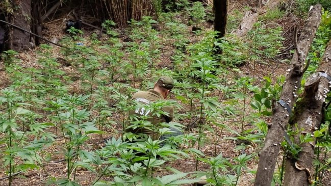 Descubren 174 plantas de cannabis en fundo de empresa forestal en Chillán Viejo