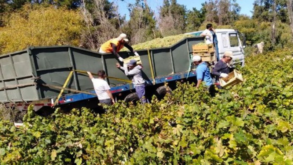 Ñuble cierra 2019 con 7,3% de desocupación, la tasa más baja de los últimos cuatro años