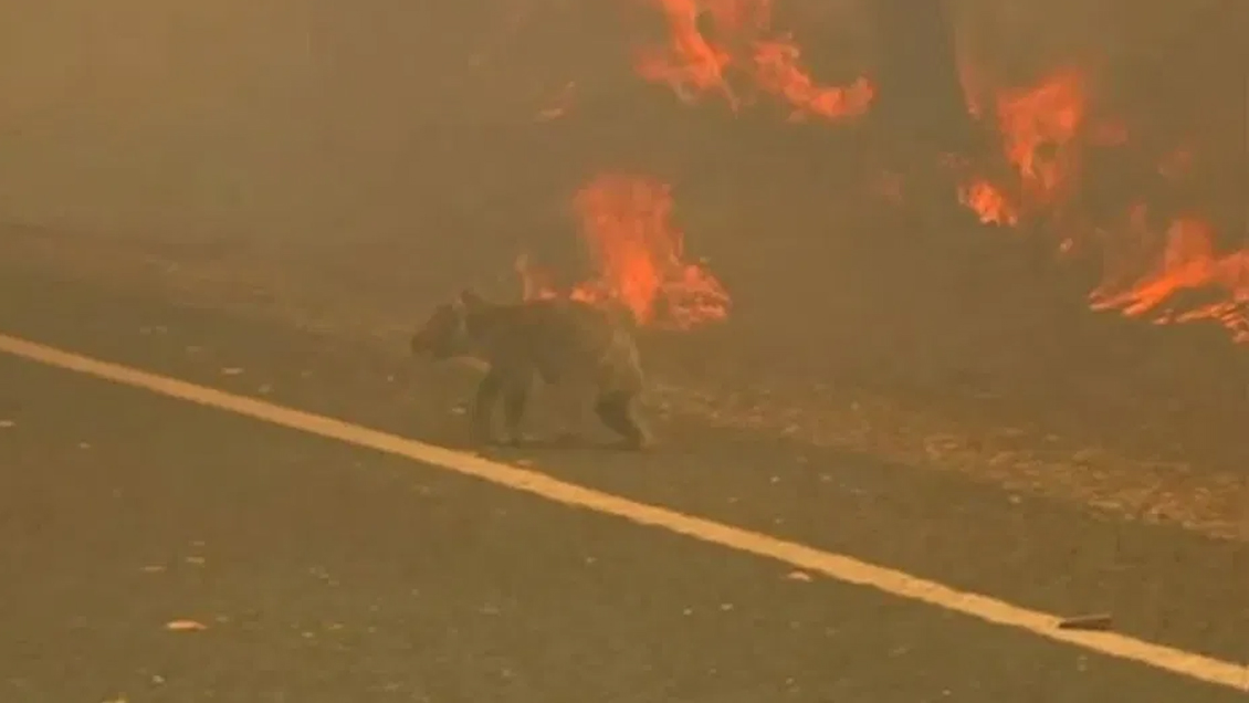 Devastador: al menos 480 millones de animales han muerto por incendios en Australia, según estudio