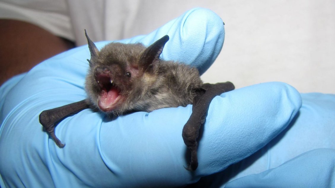 Ñuble registró 18 casos de murciélagos con rabia durante 2019