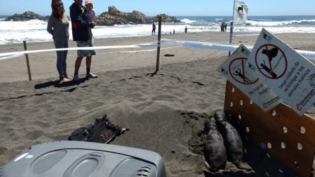 Cobquecura: Sernapesca instalará unidad móvil para proteger a crías de lobos marinos