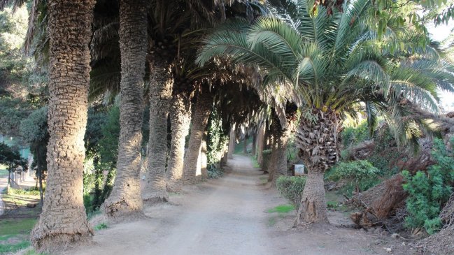 Proyecto buscará mejorar instalaciones de bosque municipal de Pichilemu