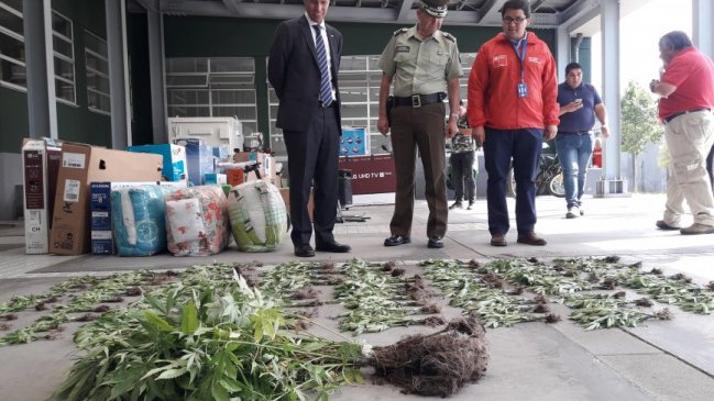 Chillán: Acusados de millonario robo fueron detenidos en predio con plantación de marihuana