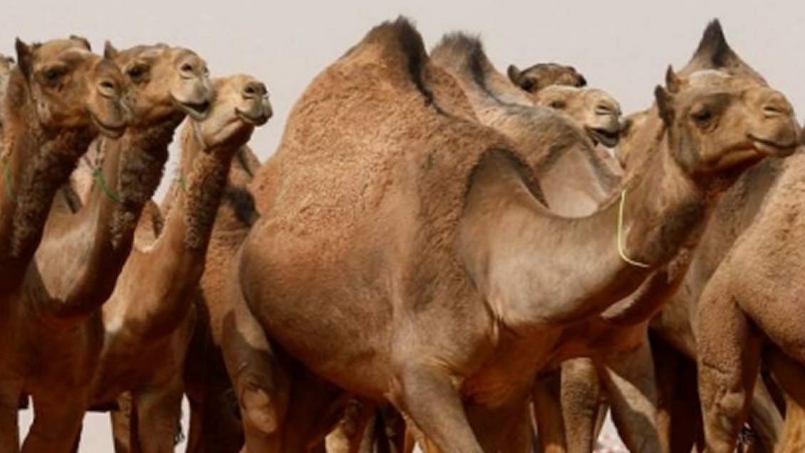 Australia sacrificará a miles de camellos salvajes que compiten por el agua