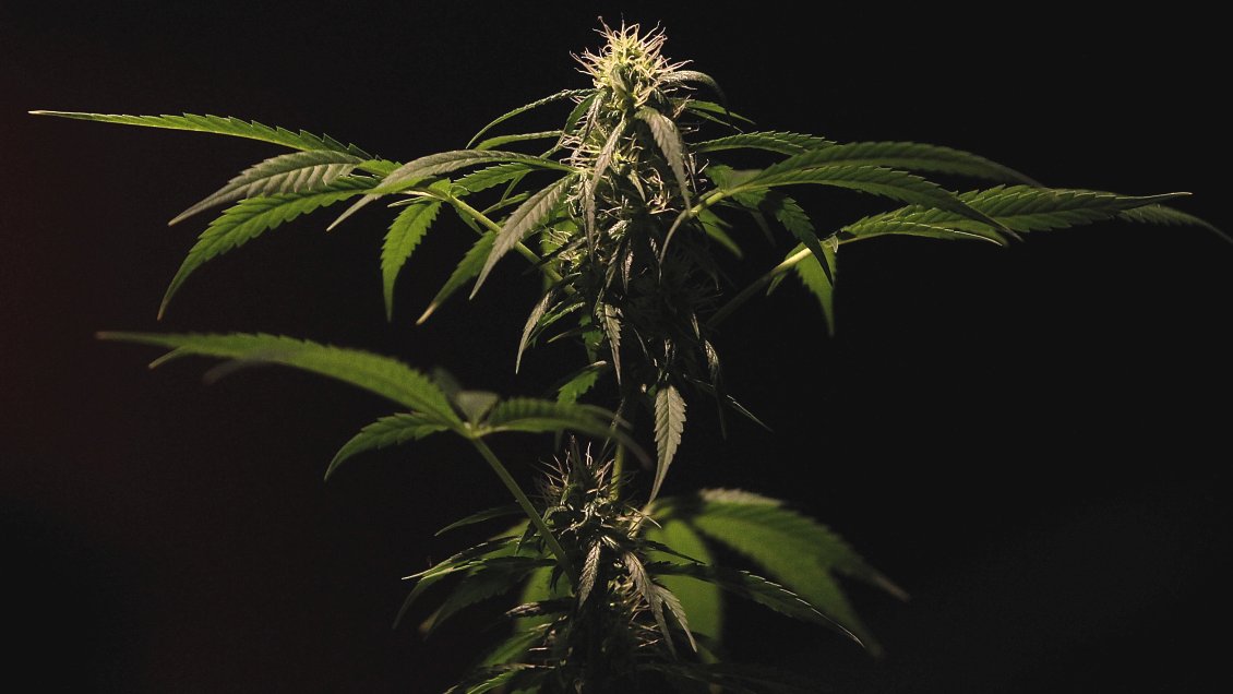 Carabineros incautó más de mil plantas de marihuana en Quillota