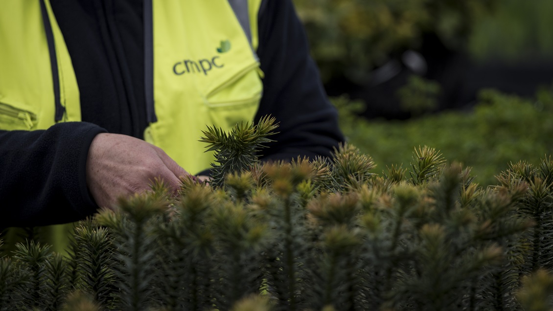 Reforestación: En tres años se han plantado más de 400 mil especies nativas donadas por CMPC