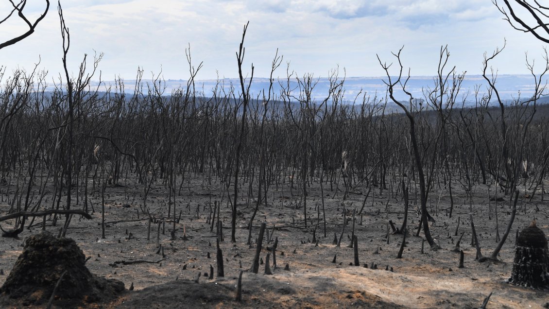 Primer ministro de Australia admite errores en combate a los incendios forestales