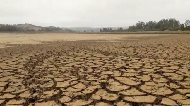 Curicó: Sector sur de la laguna Torca está completamente seco