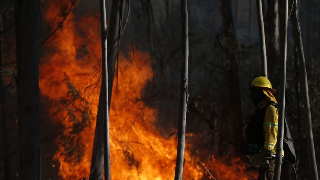 Incendios forestales: Hay 21 mil hectáreas quemadas