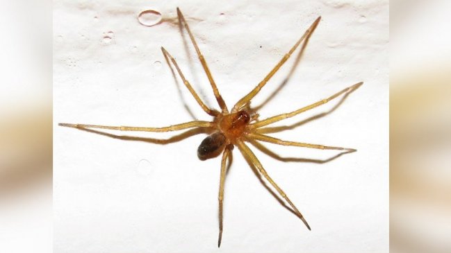 Minsal entregó recomendaciones ante aumento de mordeduras por arañas de rincón