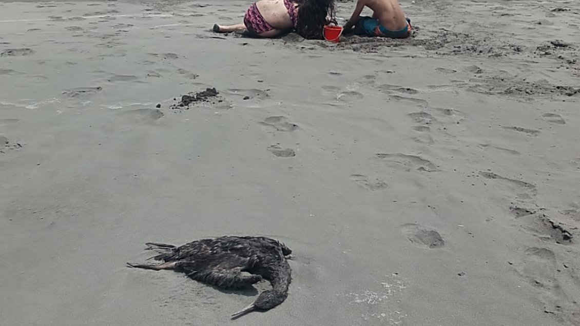 SAG determinó causa de muerte de animales marinos en litoral de Valparaíso