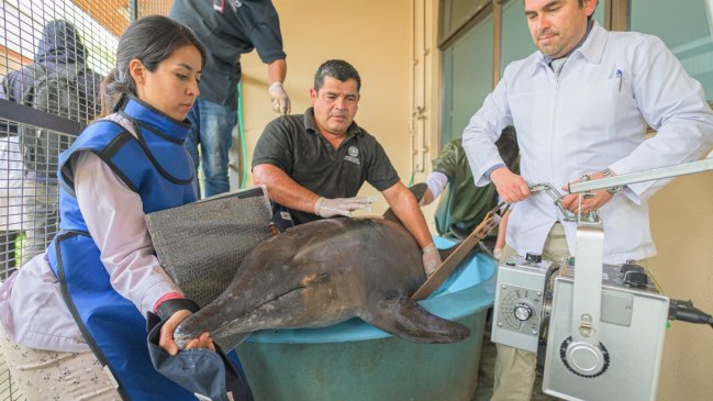 Rescatan a delfín que varó, enredado en una malla, en Penco