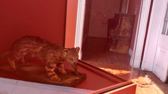 Gato colocolo atropellado en 2018 volvió disecado al Museo Regional de Atacama