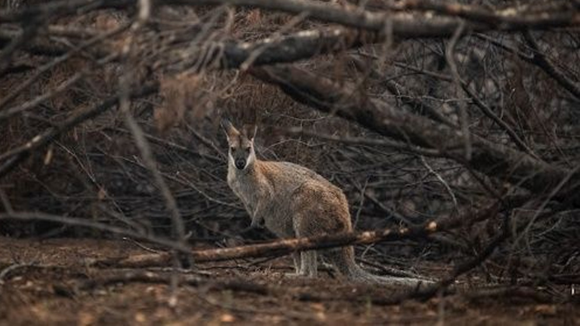 Incendios en Australia amenazan a 327 especies de animales y plantas