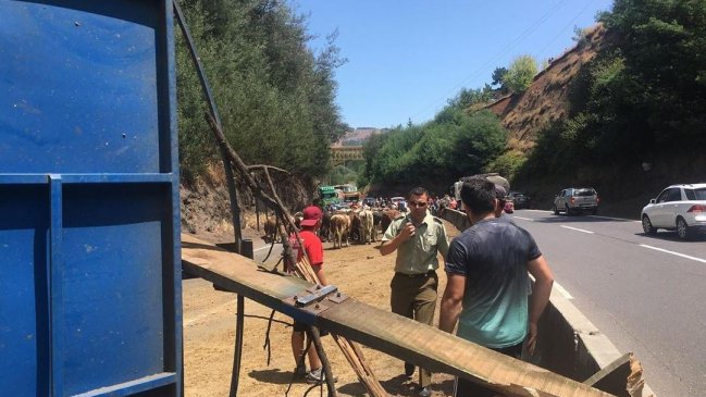 Carabineros recuperó 20 vacunos extraviados tras volcamiento en Collipulli