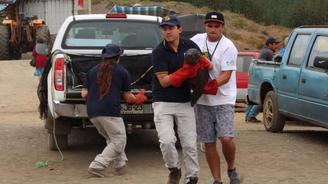 Sernapesca regresó 23 crías de lobos marinos a su islote tras varamiento en Cobquecura