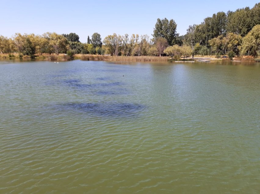 ¿Petróleo o algas?: DGA fiscalizó la Laguna Avendaño de Quillón por denuncia de manchas negras