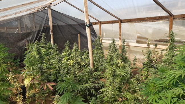 Decomisaron 72 plantas de marihuana desde un invernadero en Nueva Imperial