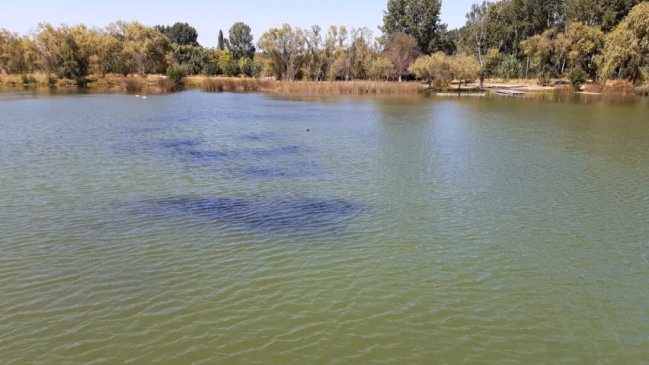 ¿Petróleo o algas?: DGA fiscalizó la Laguna Avendaño de Quillón por denuncia de manchas negras
