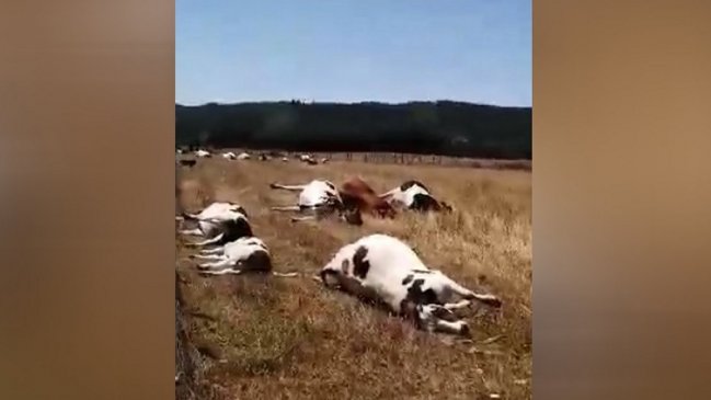 Súbita muerte de 20 vacas provoca intriga en Cañete