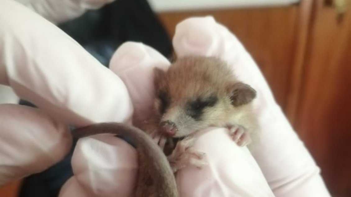 Monito del monte fue rescatado en medio de incendio forestal de la Reserva Nonguén