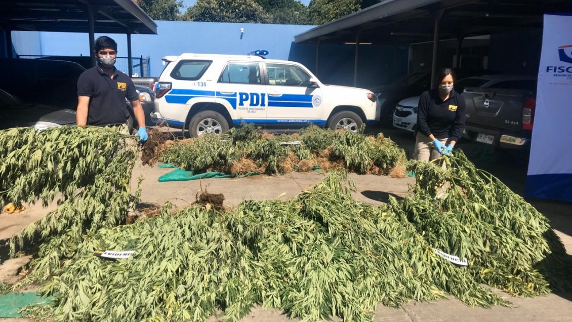 Incautaron más de 500 plantas de marihuana en sector rural de Ercilla