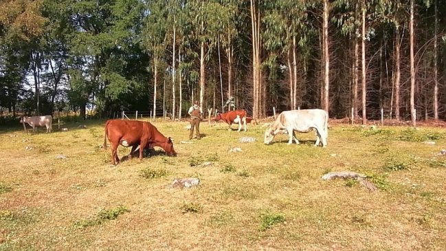 Carabineros de Victoria recuperó 12 vacunos que habían sido robados en un sector rural