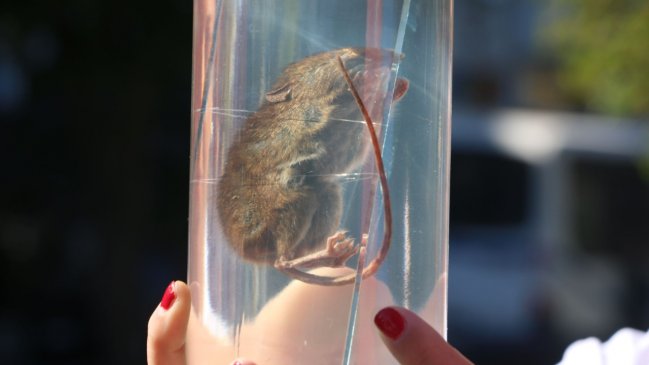 Instituto de Salud Pública confirmó dos casos de hantavirus en el Maule