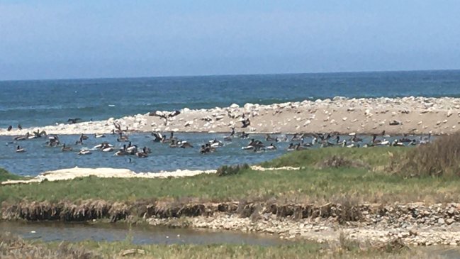 Celebrarán Día de los Humedales limpiando el Río Loa
