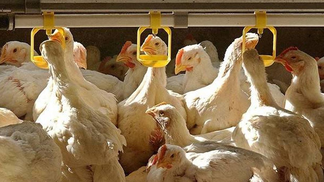 China: Detectan brote de gripe aviar en zona cercana a foco del coronavirus