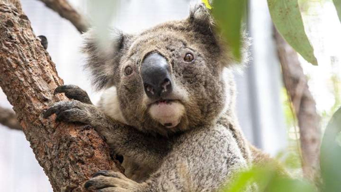 Australia investiga matanza de koalas en la tala de un bosque de eucaliptos