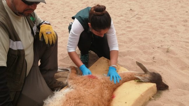Guanaca fue atropellada en un parque nacional de Atacama y no quedó más que sacrificarla